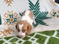Holly, a female Beagle for sale in Athens, GA – 2 of 3
