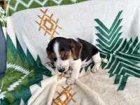 Remi, a male Beagle for sale in Athens, GA – 5 of 5