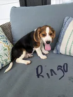 Ringo, a male Beagle for sale in Athens, GA – 3 of 3