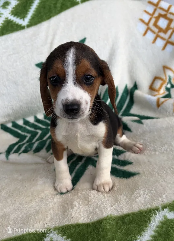 Dolly – Beagle puppy for sale in Athens, GA