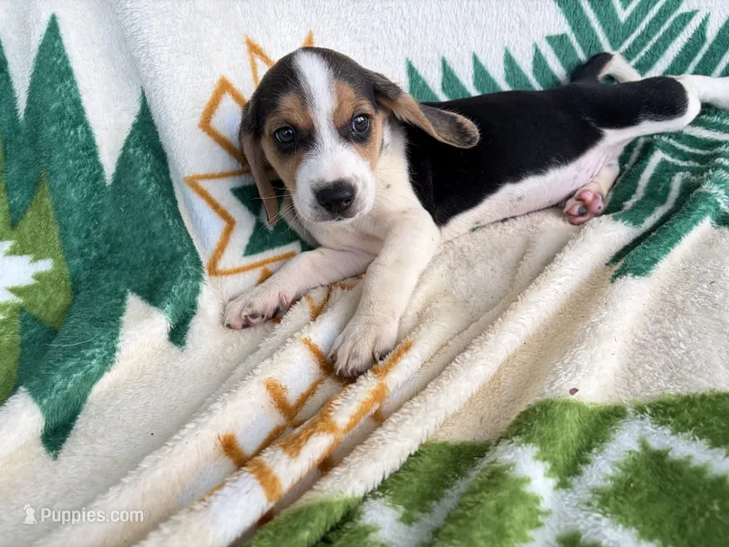 Rambo – Beagle puppy for sale in Athens, GA