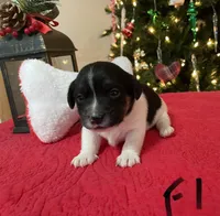 Holly, a female Jack Russell Terrier for sale in Athens, GA – Photo 2 of 5