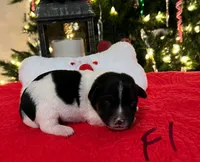 Holly, a female Jack Russell Terrier for sale in Athens, GA – Photo 4 of 5