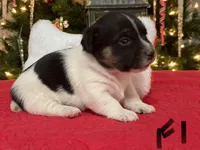 Holly, a female Jack Russell Terrier for sale in Athens, GA – Photo 3 of 5