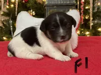 Holly, a female Jack Russell Terrier for sale in Athens, GA – Photo 1 of 5