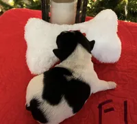 Holly, a female Jack Russell Terrier for sale in Athens, GA – Photo 5 of 5