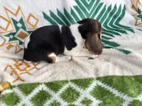 Hoss, a male Beagle for sale in Athens, GA – 3 of 3