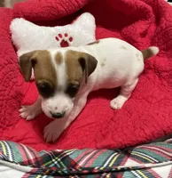 Merry, a female Jack Russell Terrier for sale in Athens, GA – Photo 2 of 2