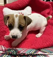 Merry, a female Jack Russell Terrier for sale in Athens, GA – Photo 1 of 2