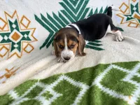 Harley, a male Beagle for sale in Athens, GA – 2 of 4