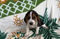 Ella, a female Beagle for sale in Athens, GA – 2 of 3