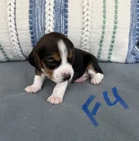 Sassy, a female Beagle for sale in Athens, GA – 2 of 5