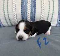 Dolly, a female Beagle for sale in Athens, GA – 2 of 3