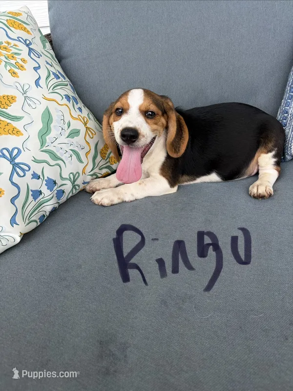 Ringo – Beagle puppy for sale in Athens, GA