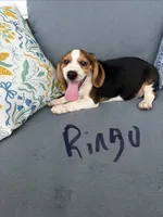 Ringo, a male Beagle for sale in Athens, GA – 1 of 3