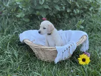 Sunny, a female Labrador Retriever for sale in Canton, NC – 4 of 5
