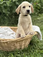 Sunny, a female Labrador Retriever for sale in Canton, NC – 2 of 5