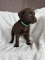 Tinsel, a female Labrador Retriever for sale in Canton, NC – Photo 2 of 4
