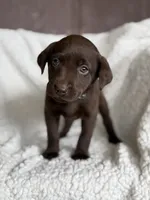 Tinsel, a female Labrador Retriever for sale in Canton, NC – Photo 1 of 4