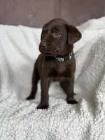 Tinsel, a female Labrador Retriever for sale in Canton, NC – Photo 4 of 4