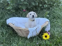 Sunny, a female Labrador Retriever for sale in Canton, NC – 5 of 5