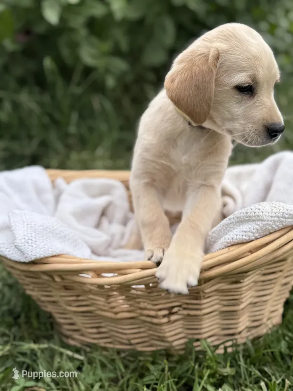 Sunny – Labrador Retriever puppy for sale in Canton, NC