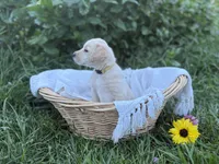 Sunny, a female Labrador Retriever for sale in Canton, NC – 3 of 5
