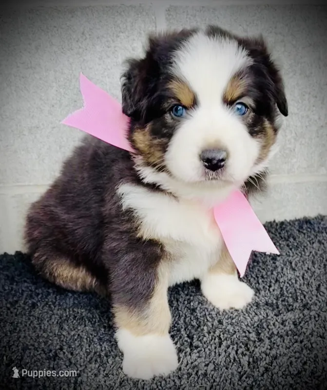 Ella – Australian Shepherd puppy for sale in Harrison, AR