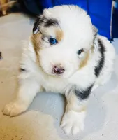 Dolly, a female Australian Shepherd for sale in Harrison, AR – 5 of 6