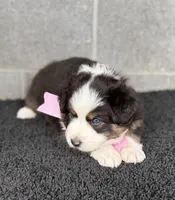 Ella, a female Australian Shepherd for sale in Harrison, AR – 3 of 5