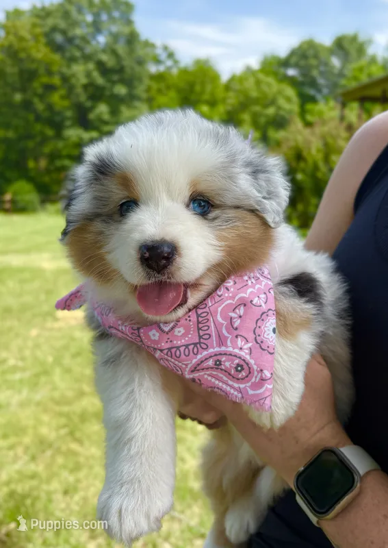 Dolly – Australian Shepherd puppy for sale in Harrison, AR