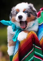 Hank, a male Australian Shepherd for sale in Harrison, AR – 2 of 8