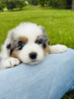 Hank, a male Australian Shepherd for sale in Harrison, AR – 7 of 8