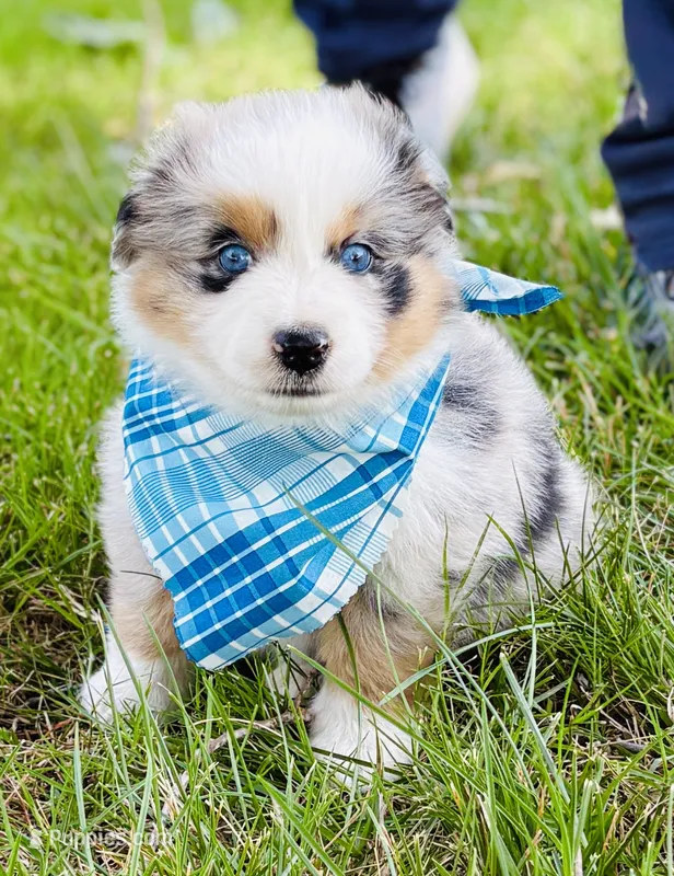 Hank – Australian Shepherd puppy for sale in Harrison, AR
