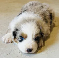 Hank, a male Australian Shepherd for sale in Harrison, AR – 5 of 6