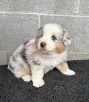 Dolly, a female Australian Shepherd for sale in Harrison, AR – 3 of 6