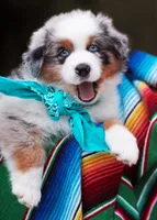 Hank, a male Australian Shepherd for sale in Harrison, AR – 1 of 8