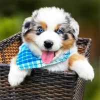 Hank, a male Australian Shepherd for sale in Harrison, AR – 3 of 8