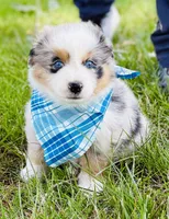 Hank, a male Australian Shepherd for sale in Harrison, AR – 5 of 8