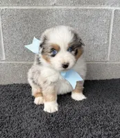 Hank, a male Australian Shepherd for sale in Harrison, AR – 2 of 6