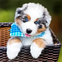 Hank, a male Australian Shepherd for sale in Harrison, AR – 4 of 8