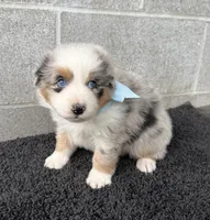 Hank, a male Australian Shepherd for sale in Harrison, AR – 4 of 6