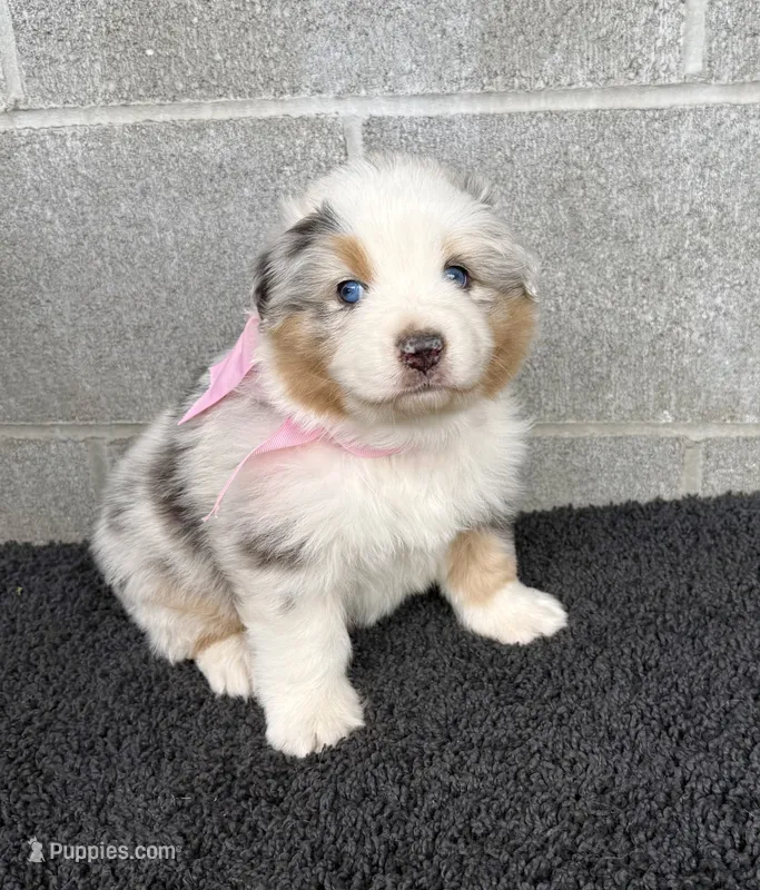 Dolly – Australian Shepherd puppy for sale in Harrison, AR