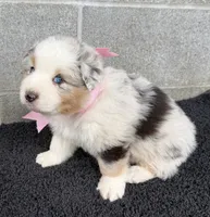 Dolly, a female Australian Shepherd for sale in Harrison, AR – 2 of 6