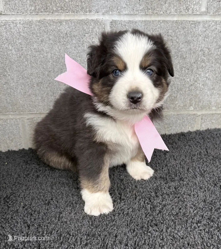 Ella – Australian Shepherd puppy for sale in Harrison, AR