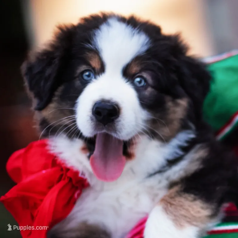 Ella – Australian Shepherd puppy for sale in Harrison, AR