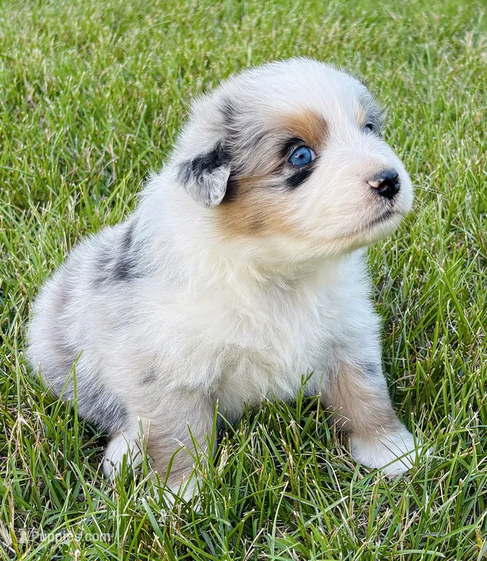 Hank – Australian Shepherd puppy for sale in Harrison, AR