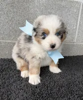 Hank, a male Australian Shepherd for sale in Harrison, AR – 3 of 6