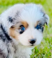 Hank, a male Australian Shepherd for sale in Harrison, AR – 8 of 8