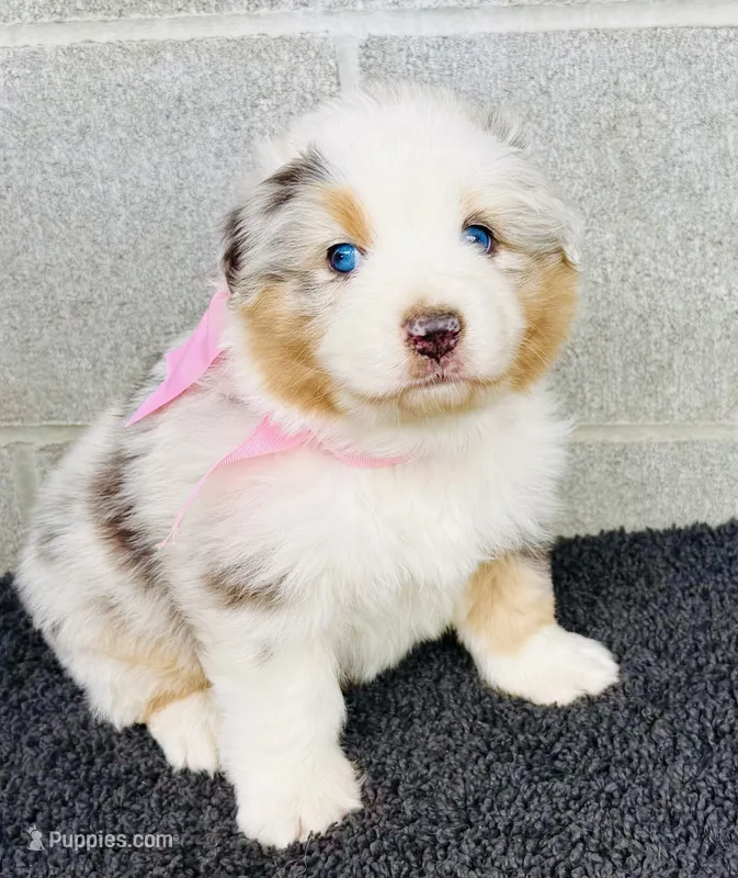 Dolly – Australian Shepherd puppy for sale in Harrison, AR